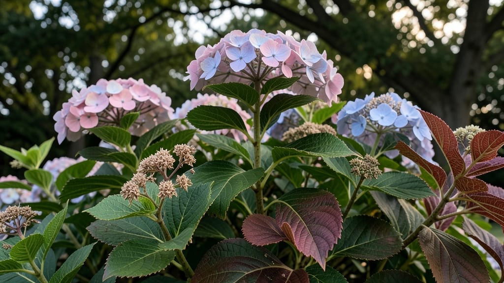 Oakleaf Hydrangea for Seasonal Color Shifts