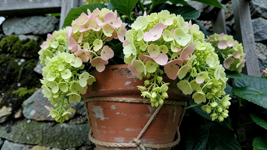 Hydrangea 'Little Lime' for Container Gardens