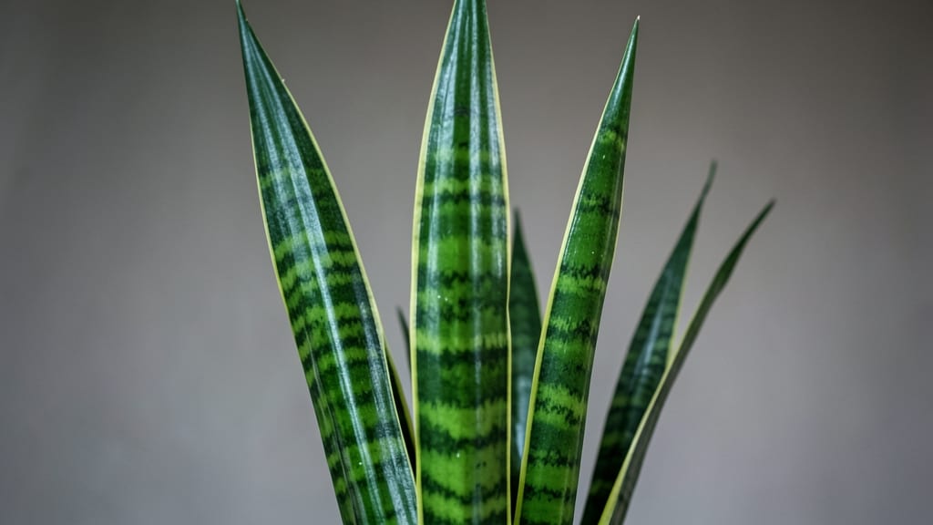 Snake Plant (Sansevieria Trifasciata)