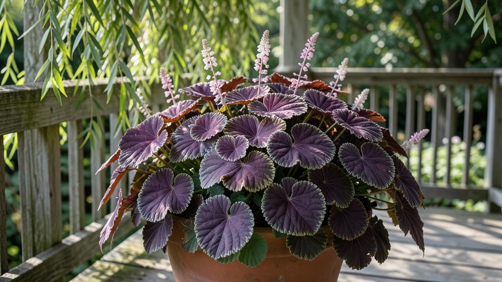 Heuchera Coral Bells Varieties