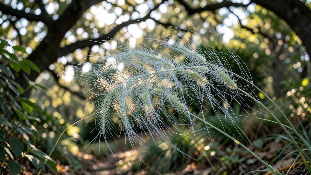 Foxtail Fern with Soft Plumes