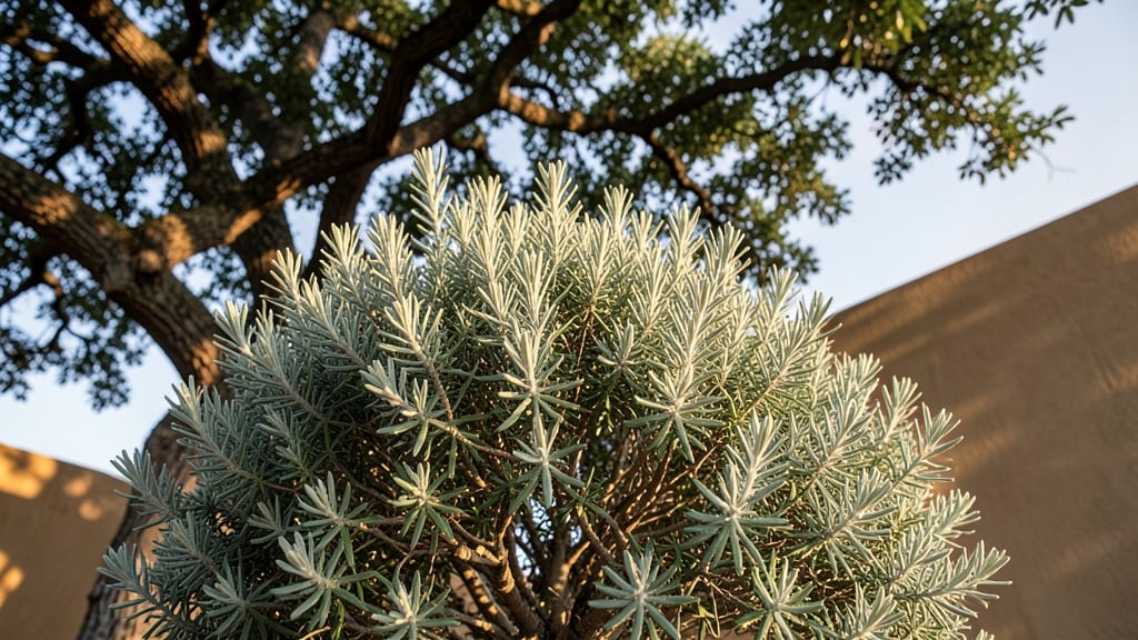 Texas Sage Shrub