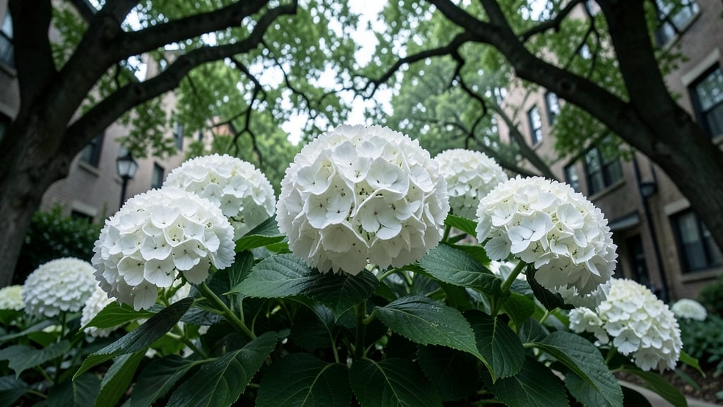 Annabelle Hydrangea Arborescens